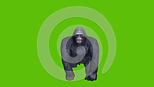 17 animation of gorilla with green screen background and front camera view