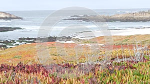 17-mile drive, Monterey, California. Rocky craggy ocean coast, waves. Succulents