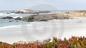 17-mile drive, Monterey, California. Rocky craggy ocean coast, waves. Succulents