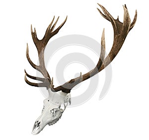 17 Point Mounted Sika Stag Horns