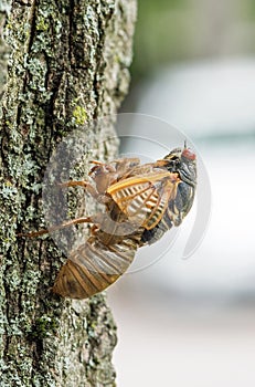 17-year Cicada Partially Emerged from Skin