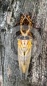 17 year periodical Cicada folds its new wings