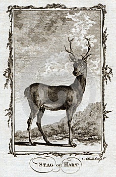 1770 Buffon Antique Animal Print of a Stag or Hart Deer