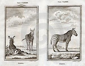1770 Buffon Print of Zebras on the African Savanna