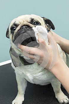 18. Cleaning the eyes with a hygienic pad of a Mops dog.