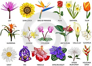 18 Species of colorful flowers photo