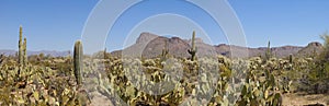 180 degree panorama of saguaro national park