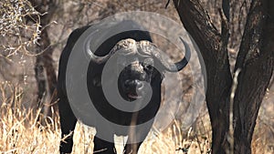 a 180p slow motion clip of a cape buffalo chewing its cud at tarangire national par