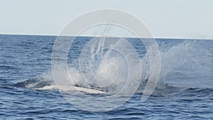 180p slow motion clip of a humpback whale calf head only breach at merimbula