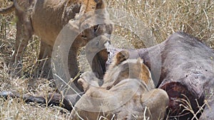 180p slow motion shot of lioness pulling the hide of a buffalo kill at serengeti national park