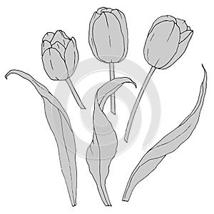 1853 set of tulips, Set of elements of flowers and leaves of tulips in monochrome colors, isolate on a white background