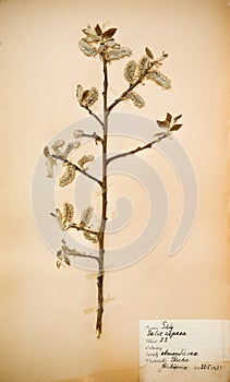 1930s Pressed Flower