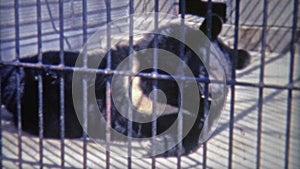 1973: Bear rolling around in small inhumane cage. WASHINGTON DC