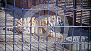 1973: Bengal tiger in confined zoo cell. WASHINGTON DC