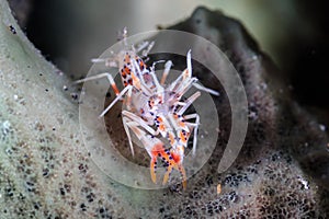 1cm long Tiger Shrimp on a sponge