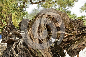 2,000-year-old olive tree, Greece