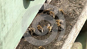 2 IN 1, bees and row of beehives on the pasture