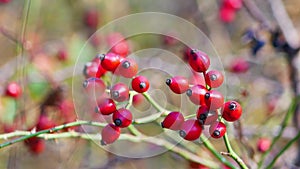 2 in 1 Close up - Beautiful red ripe rose hips on bush in nature