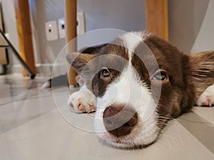 A 2.5-month-old Cardigan Welsh corgi puppy, brown and white, lies on his stomach between the wooden legs of a chair