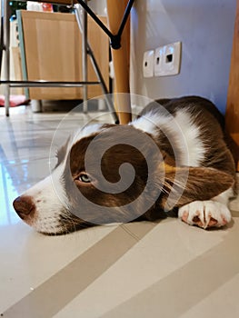 A 2.5-month-old Cardigan Welsh corgi puppy, brown and white, lies on his stomach between the wooden legs of a chair