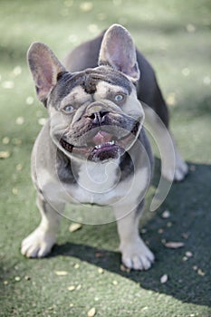 2.5-Year-Old Lilac Tan White Brindle AKA Trindle Male Puppy French Bulldog