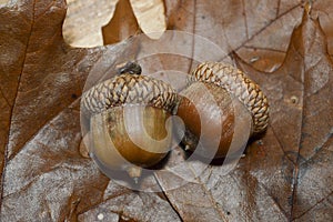 2 Acorns Couple with Oak Leaves