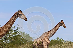 2 African giraffes long necks and face.