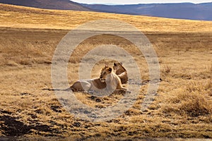 2 african lions resting on a safari