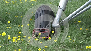 An-2 aircraft landing gear in the grass and yellow dandelions