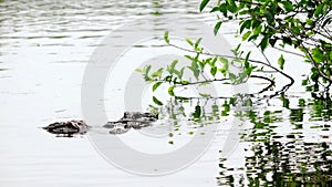 2 alligators meeting in wetlands