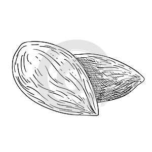 2 almonds illustration - black and white