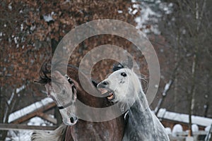 2 Arabian horses plays in the snow. Gelding bites foal