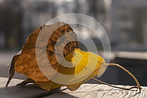 2 autumn leaves closeup: dry and alive yellow one. Selective focus.