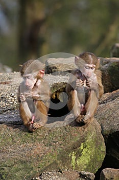 2 baby baboons