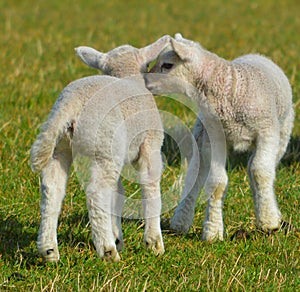 2 baby lambs having a snuggle on Valentia Island, Kerry, Ireland