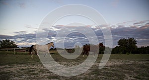 2 Beautiful Horses Gallop Across Texas Hill Country