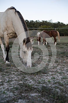 2 Beautiful Horses in Texas Hill Country