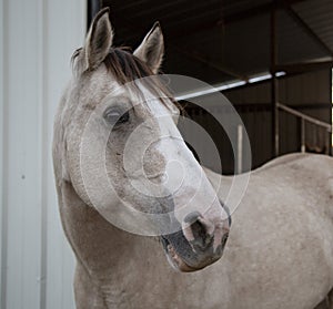 2 Beautiful Horses in Texas Hill Country