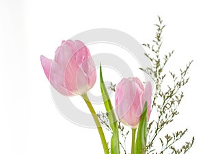 2 Beautiful pink tulips, white background