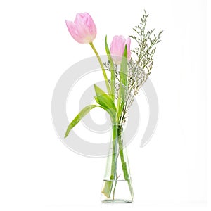 2 Beautiful pink tulips, white background