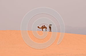 2 bedouinsâ€™ camels in Wadi Rum Desert
