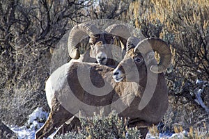 2 Big Horn Sheep Rams