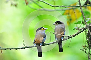 2 bird Broadbill (Silver-breasted) photo