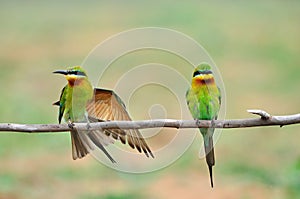 2 Blue-throated Bee-eater bird