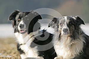 2 border collies photo