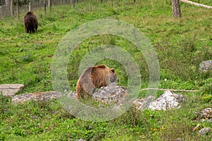 2 Brown bears at Wildpark of Han-Sur-Lesse, Belgium