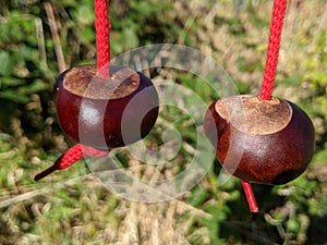 2 brown conkers hanging from strings ready to play