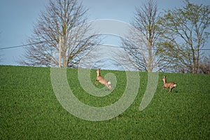 2 brown deer run fast over a green field