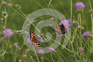 2 butterflies sitting on flowers