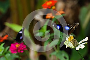 2 Butterflys in garden on flowers